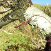 Chiloschista fasciata (F.Muell.) Seidenf. & Ormerod